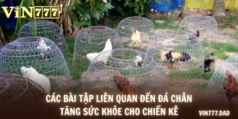 Các bài tập liên quan đến đá chân tăng sức khỏe cho chiến kê