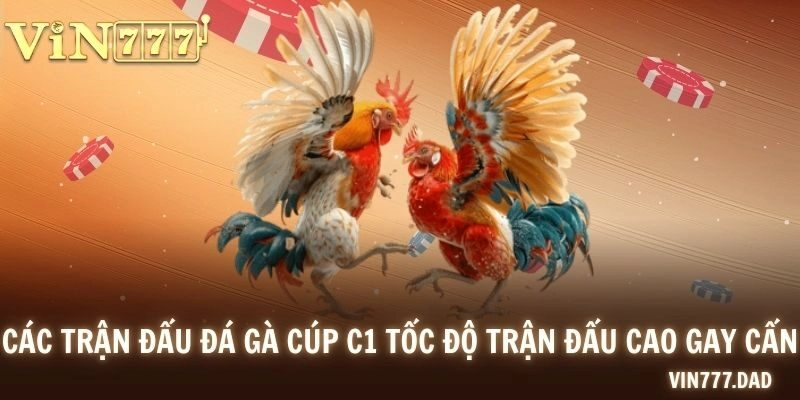 Các trận đấu đá gà cúp C1 tốc độ trận đấu cao gay cấn