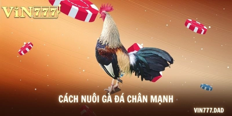 Cách Nuôi Gà Đá Chân Mạnh – Dinh Dưỡng Và Chăm Sóc