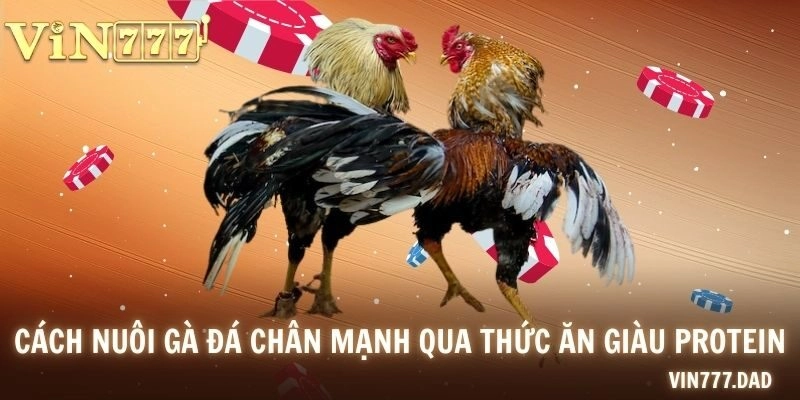 Cách nuôi gà đá chân mạnh qua thức ăn giàu protein