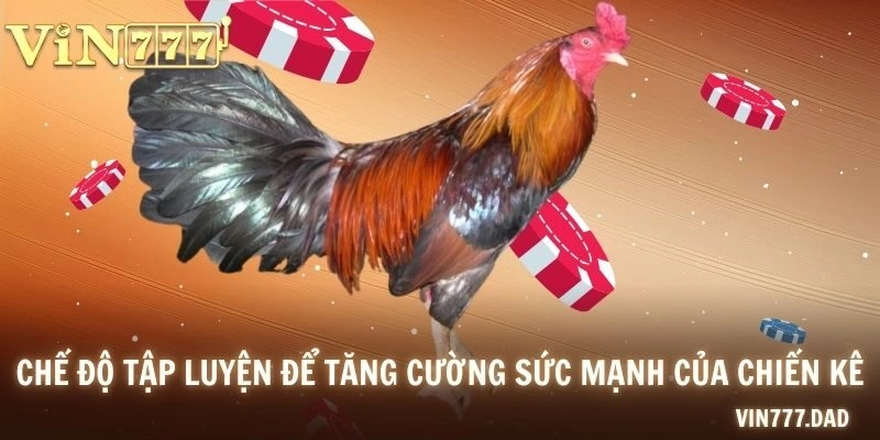 Chế độ tập luyện để tăng cường sức mạnh của chiến kê
