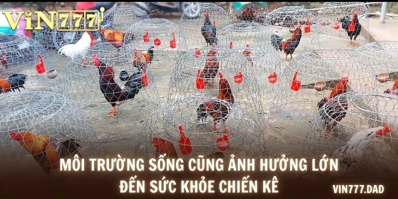 Môi trường sống cũng ảnh hưởng lớn đến sức khỏe chiến kê