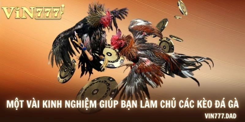 Một vài kinh nghiệm giúp bạn làm chủ các kèo đá gà