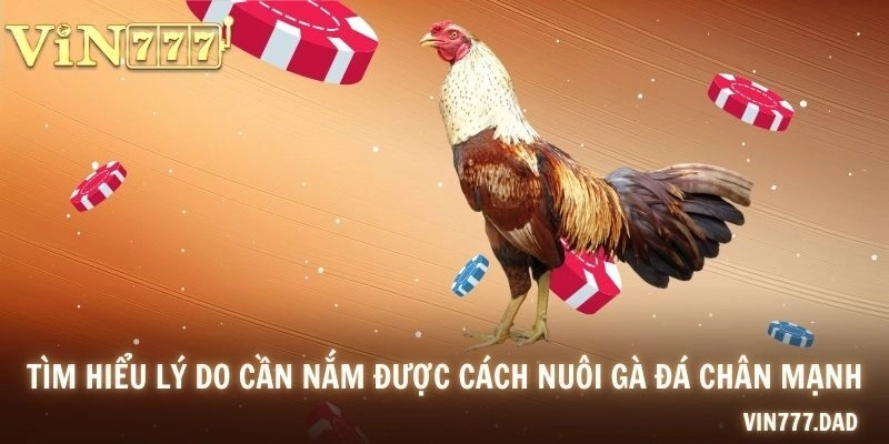 Tìm hiểu lý do cần nắm được cách nuôi gà đá chân mạnh