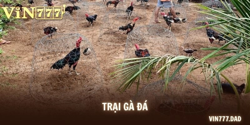 Trại Gà Đá – Hướng Dẫn Chăm Sóc, Huấn Luyện Chiến Kê