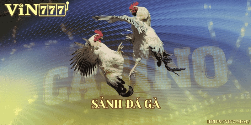 Sảnh đá gà kịch tính, gay cấn